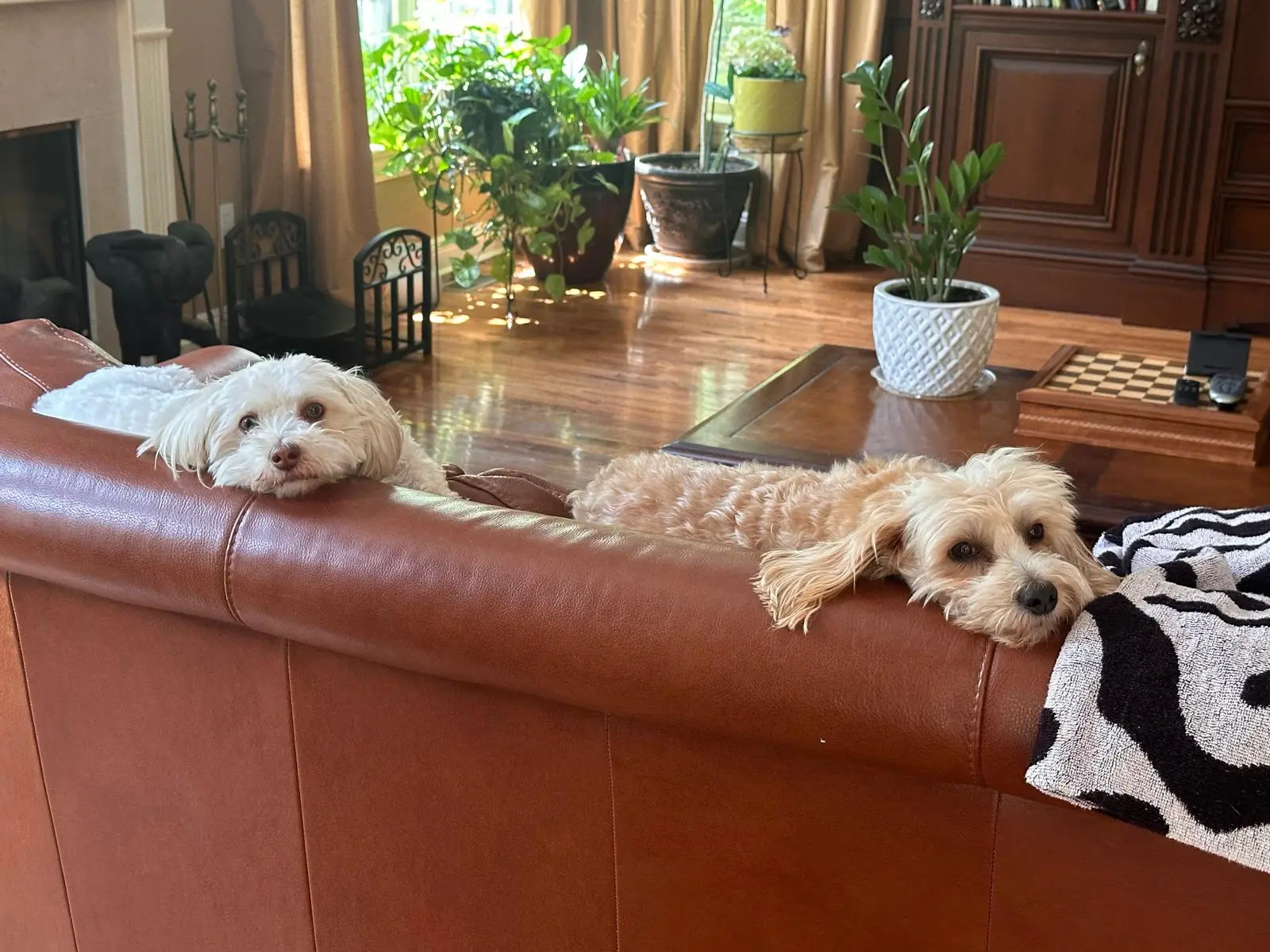 Candid Dogs on Couch